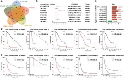 Profiling hypoxia signaling reveals a lncRNA signature contributing to immunosuppression in high-grade glioma